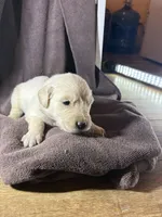 Brown- Pluto, a male Golden Retriever and English Cream Golden Retriever for sale in Fair Grove, MO – 4 of 4