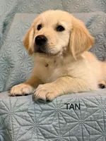 Tan- Virgo, a male Golden Retriever and English Cream Golden Retriever for sale in Fair Grove, MO – 6 of 7