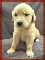 Red-Mars, a female Golden Retriever and English Cream Golden Retriever for sale in Fair Grove, MO – 5 of 7