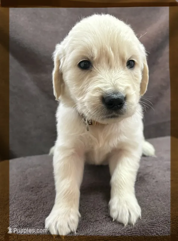 Brown- Pluto – Golden Retriever, English Cream Golden Retriever puppy for sale in Fair Grove, MO