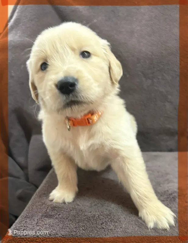 Orange-Saturn – Golden Retriever, English Cream Golden Retriever puppy for sale in Fair Grove, MO
