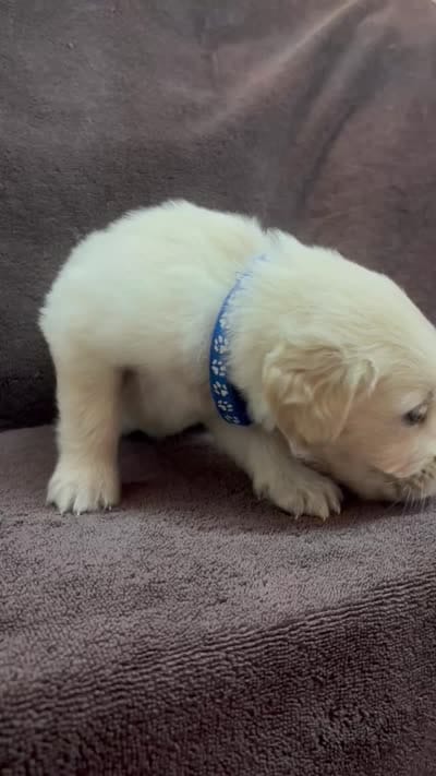Dark blue-Neptune, a male English Cream Golden Retriever for sale in Fair Grove, MO – 8 of 8