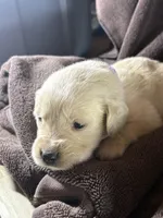 Light purple-Nebula, a female English Cream Golden Retriever for sale in Fair Grove, MO – 3 of 3