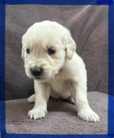 Dark blue-Neptune, a male English Cream Golden Retriever for sale in Fair Grove, MO – 5 of 8