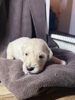 Brown- Pluto, a male Golden Retriever and English Cream Golden Retriever for sale in Fair Grove, MO – 3 of 4