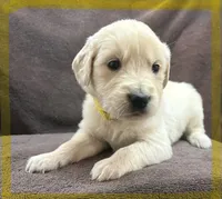 Yellow- Scorpio, a male Golden Retriever and English Cream Golden Retriever for sale in Fair Grove, MO – 5 of 6