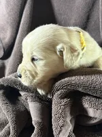 Yellow- Scorpio, a male Golden Retriever and English Cream Golden Retriever for sale in Fair Grove, MO – 3 of 3