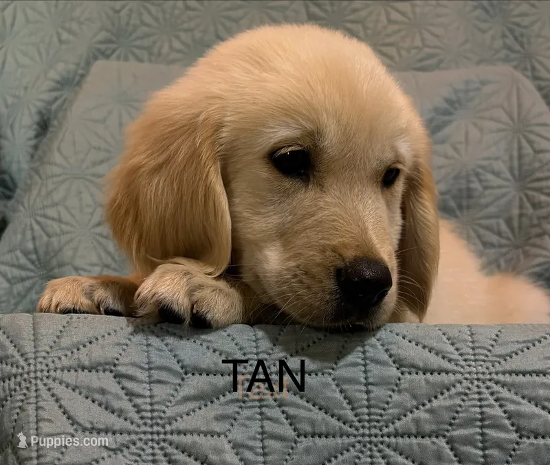 Tan- Virgo – Golden Retriever, English Cream Golden Retriever puppy for sale in Fair Grove, MO