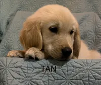 Tan- Virgo, a male Golden Retriever and English Cream Golden Retriever for sale in Fair Grove, MO – 1 of 7