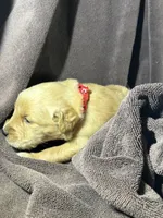 Red-Mars, a female Golden Retriever and English Cream Golden Retriever for sale in Fair Grove, MO – 2 of 4