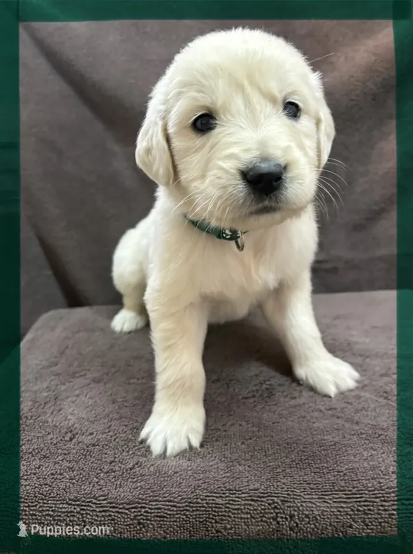 Sage-Jupiter – English Cream Golden Retriever puppy for sale in Fair Grove, MO