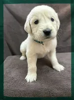 Sage-Jupiter, a male English Cream Golden Retriever for sale in Fair Grove, MO – 2 of 6