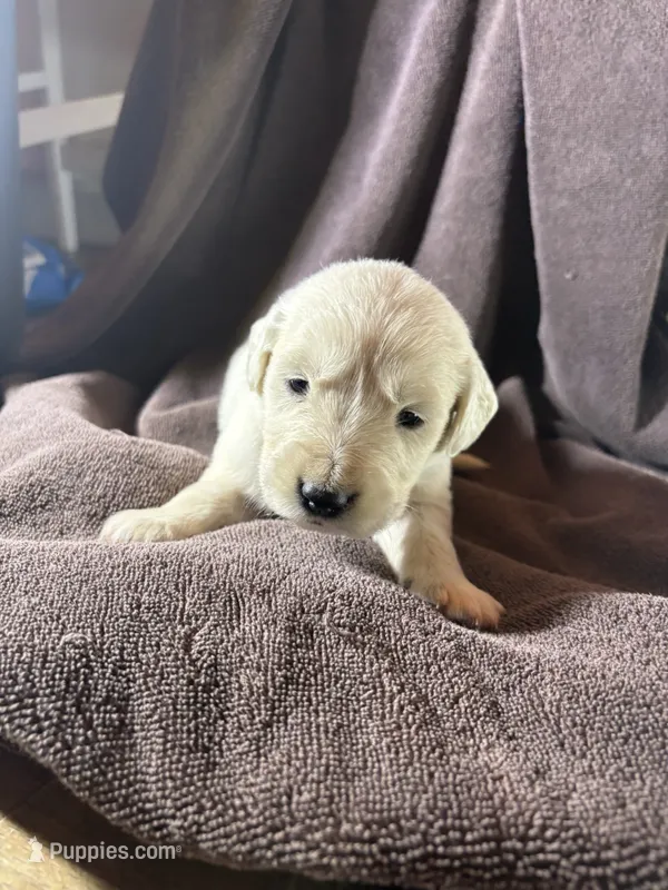 Sage-Jupiter – English Cream Golden Retriever puppy for sale in Fair Grove, MO