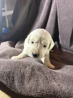 Sage-Jupiter, a male English Cream Golden Retriever for sale in Fair Grove, MO – 1 of 3