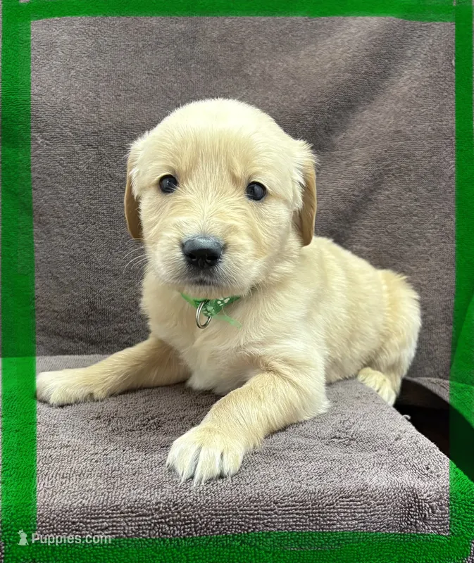 Green-Leo – Golden Retriever, English Cream Golden Retriever puppy for sale in Fair Grove, MO