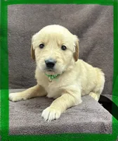 Green-Leo, a male Golden Retriever and English Cream Golden Retriever for sale in Fair Grove, MO – 2 of 2