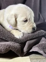 Light purple-Nebula, a female English Cream Golden Retriever for sale in Fair Grove, MO – 2 of 3