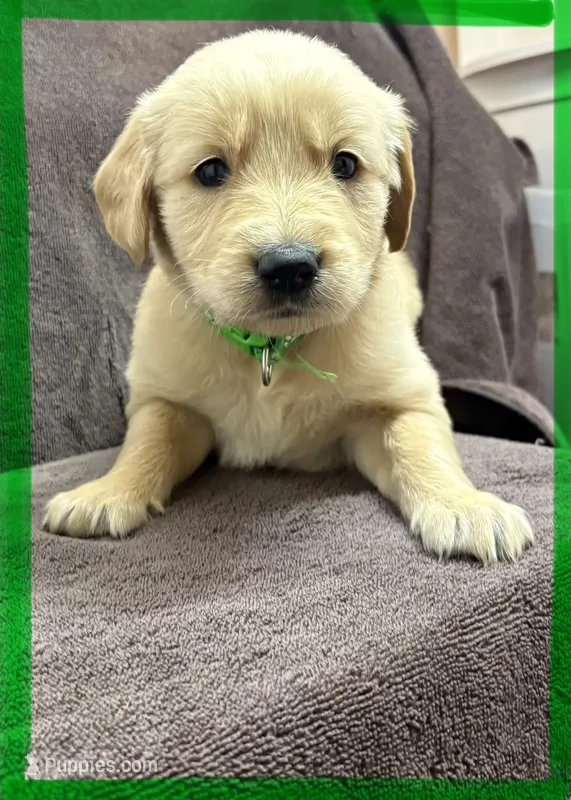 Green-Leo – Golden Retriever, English Cream Golden Retriever puppy for sale in Fair Grove, MO