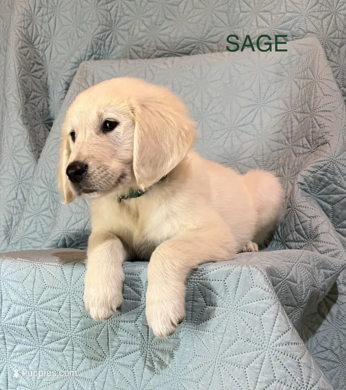 Sage-Jupiter – English Cream Golden Retriever puppy for sale in Fair Grove, MO