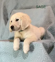 Sage-Jupiter, a male English Cream Golden Retriever for sale in Fair Grove, MO – 1 of 6