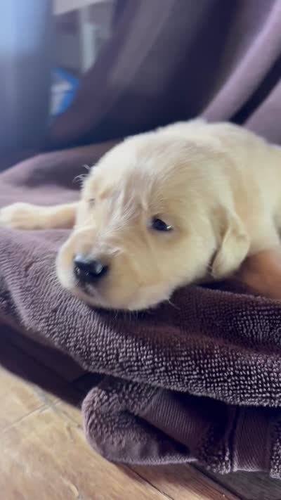 Orange-Saturn, a male Golden Retriever and English Cream Golden Retriever for sale in Fair Grove, MO – 3 of 3