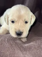 Tan- Virgo, a male Golden Retriever and English Cream Golden Retriever for sale in Fair Grove, MO – 3 of 3