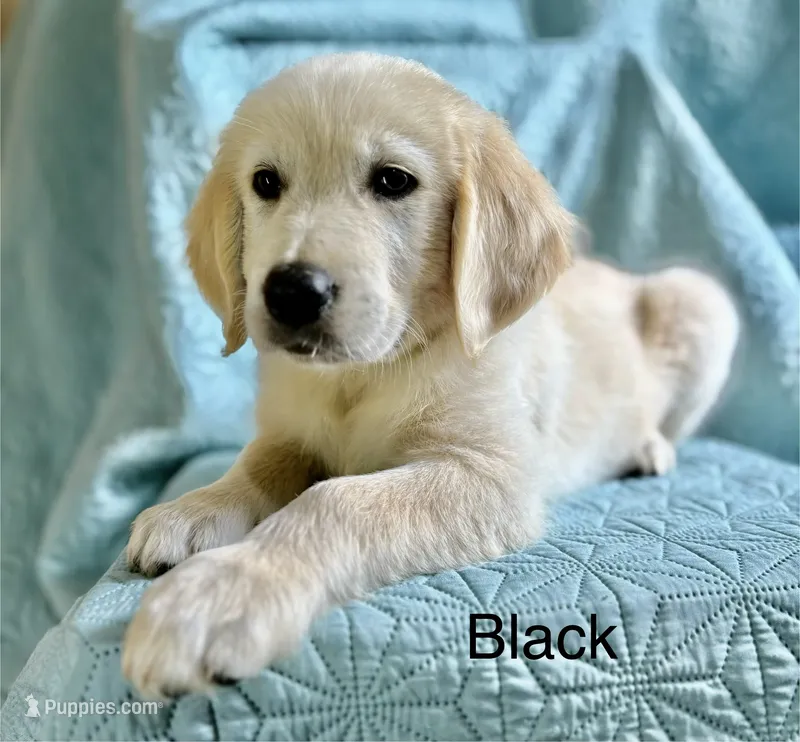 Black-Orion – Golden Retriever, English Cream Golden Retriever puppy for sale in Fair Grove, MO