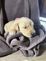Pink-Stella, a female Golden Retriever and English Cream Golden Retriever for sale in Fair Grove, MO – 3 of 3