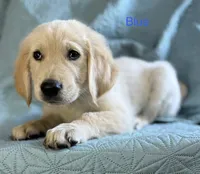 Dark blue-Neptune, a male English Cream Golden Retriever for sale in Fair Grove, MO – 6 of 8