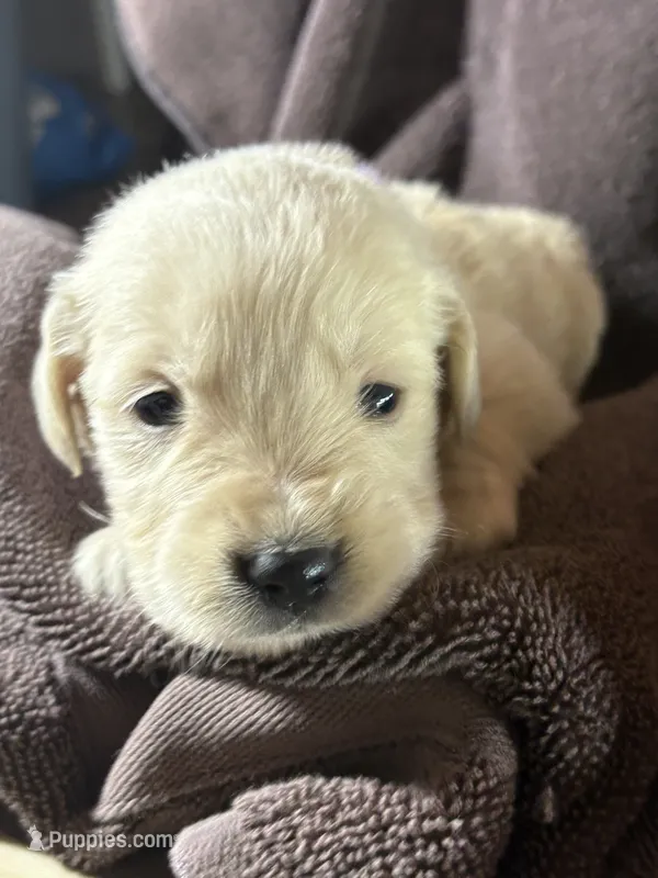 Light purple-Nebula – English Cream Golden Retriever puppy for sale in Fair Grove, MO
