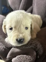 Light purple-Nebula, a female English Cream Golden Retriever for sale in Fair Grove, MO – 1 of 3
