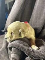 Red-Mars, a female Golden Retriever and English Cream Golden Retriever for sale in Fair Grove, MO – 3 of 4