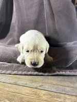 Light-Green- Taurus, a male Golden Retriever and English Cream Golden Retriever for sale in Fair Grove, MO – 2 of 3