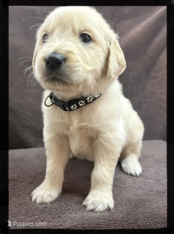 Black-Orion – Golden Retriever, English Cream Golden Retriever puppy for sale in Fair Grove, MO