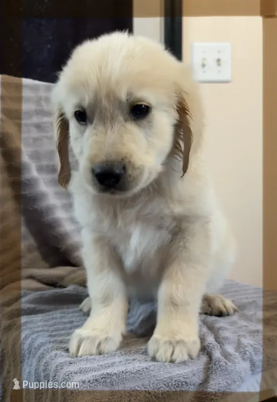Tan- Virgo – Golden Retriever, English Cream Golden Retriever puppy for sale in Fair Grove, MO