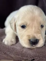 Tan- Virgo, a male Golden Retriever and English Cream Golden Retriever for sale in Fair Grove, MO – 1 of 3