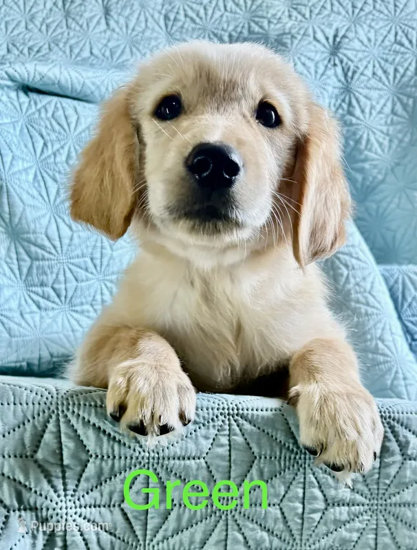 Green-Leo – Golden Retriever, English Cream Golden Retriever puppy for sale in Fair Grove, MO