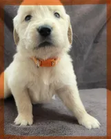 Orange-Saturn, a male Golden Retriever and English Cream Golden Retriever for sale in Fair Grove, MO – 4 of 6