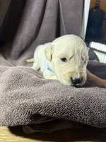 Light-blue-Luna, a female Golden Retriever and English Cream Golden Retriever for sale in Fair Grove, MO – 1 of 2
