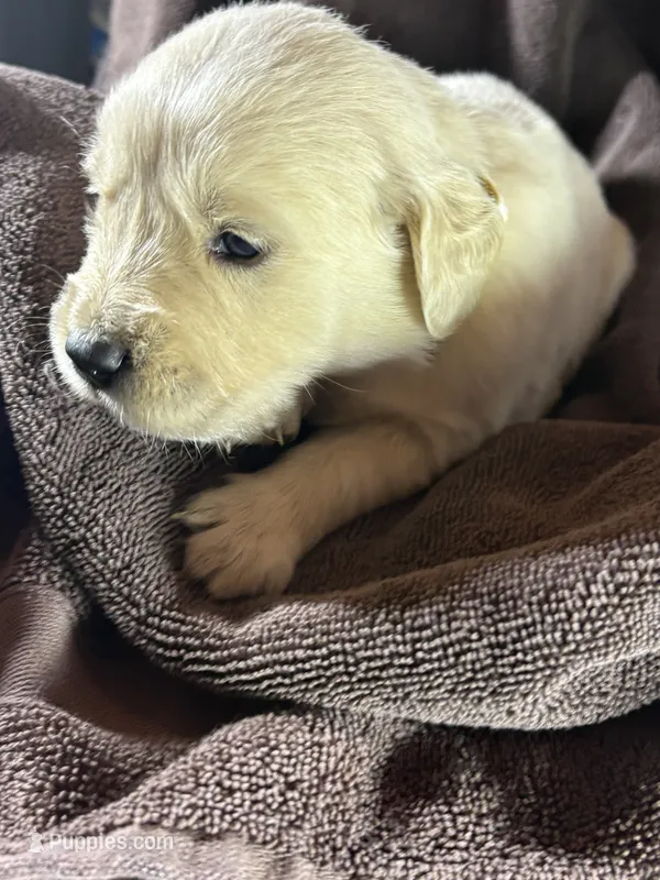 Yellow- Scorpio – Golden Retriever, English Cream Golden Retriever puppy for sale in Fair Grove, MO
