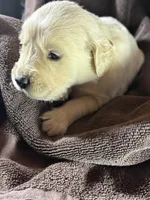 Yellow- Scorpio, a male Golden Retriever and English Cream Golden Retriever for sale in Fair Grove, MO – 1 of 3