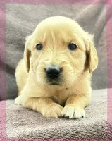 Pink-Stella, a female Golden Retriever and English Cream Golden Retriever for sale in Fair Grove, MO – 5 of 7