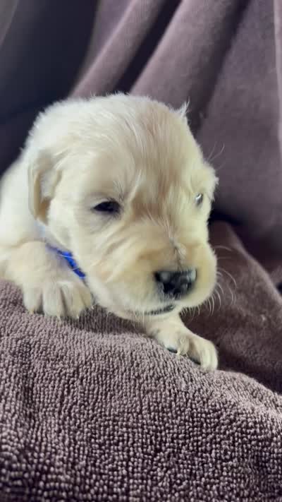 Dark blue-Neptune, a male English Cream Golden Retriever for sale in Fair Grove, MO – 3 of 3