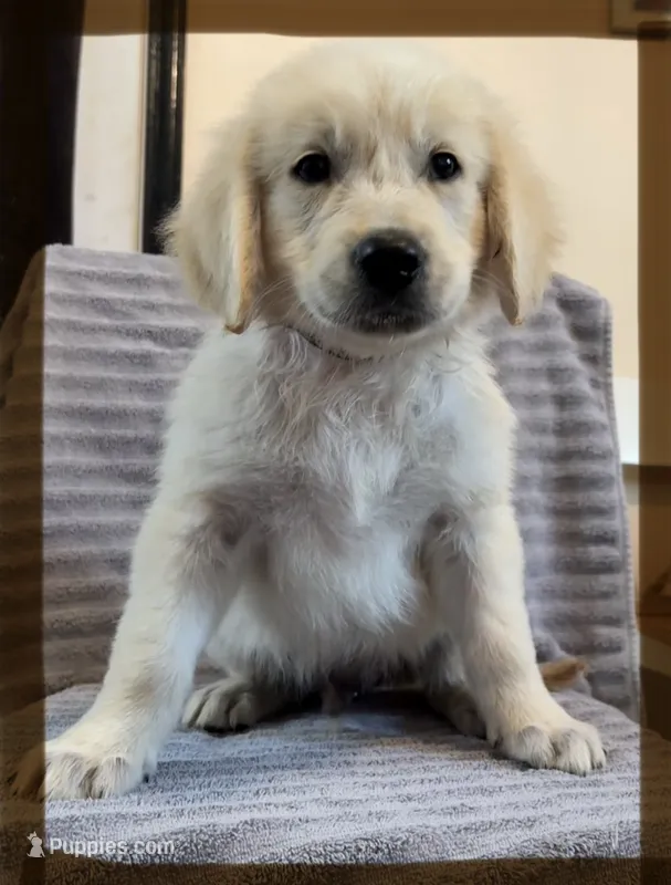 Brown- Pluto – Golden Retriever, English Cream Golden Retriever puppy for sale in Fair Grove, MO
