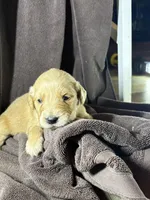 Red-Mars, a female Golden Retriever and English Cream Golden Retriever for sale in Fair Grove, MO – 4 of 4