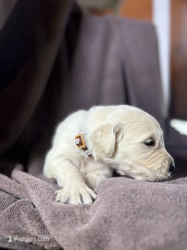Brown- Pluto – Golden Retriever, English Cream Golden Retriever puppy for sale in Fair Grove, MO