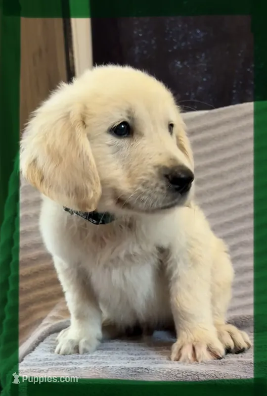 Sage-Jupiter – English Cream Golden Retriever puppy for sale in Fair Grove, MO