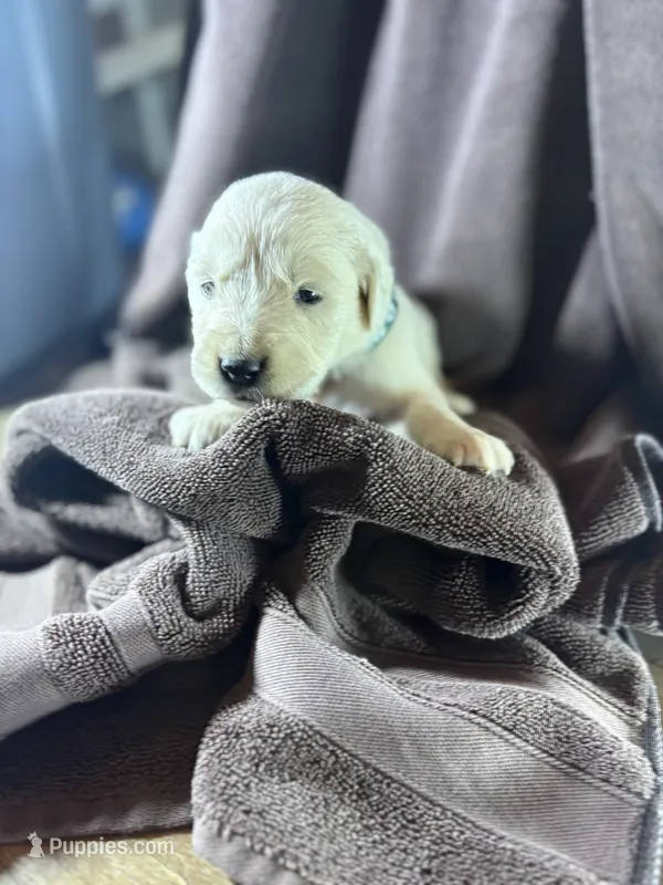 Dark-Teal-Leo – Golden Retriever, English Cream Golden Retriever puppy for sale in Fair Grove, MO