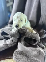 Dark-Teal-Leo, a male Golden Retriever and English Cream Golden Retriever for sale in Fair Grove, MO – 1 of 2