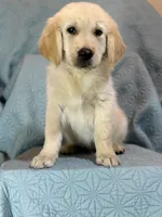 Tan- Virgo, a male Golden Retriever and English Cream Golden Retriever for sale in Fair Grove, MO – 7 of 7